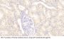 Alpha-2 Antiplasmin (SERPINF2) Antibody