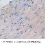 Atrial Natriuretic Peptide (ANP) Antibody