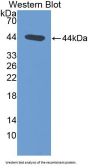 Atrial Natriuretic Peptide (ANP) Antibody