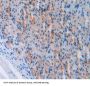 Atrial Natriuretic Peptide (ANP) Antibody