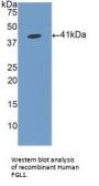Fibrinogen Like Protein 1 (FGL1) Antibody