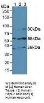 Fibrinogen Like Protein 1 (FGL1) Antibody