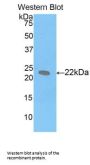 Leukemia Inhibitory Factor (LIF) Antibody