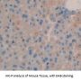 Leukemia Inhibitory Factor (LIF) Antibody