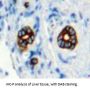 Macrophage Mannose Receptor 1 (MRC1) Antibody