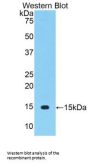 Thy-1 Membrane Glycoprotein (THY1) Antibody