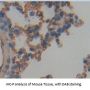 Thy-1 Membrane Glycoprotein (THY1) Antibody