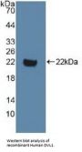 DVL1 Antibody