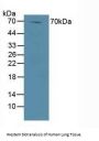DVL1 Antibody