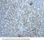DVL1 Antibody