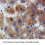 Dishevelled, Dsh Homolog 1 (DVL1) Antibody