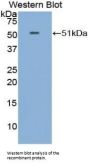 Fibroblast Growth Factor 6 (FGF6) Antibody