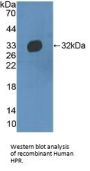 Haptoglobin Related Protein (HPR) Antibody