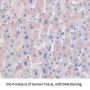 Haptoglobin Related Protein (HPR) Antibody