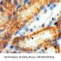 Heme Oxygenase 1, Decycling (HO1) Antibody