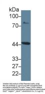 Indoleamine-2,3-Dioxygenase (IDO) Antibody