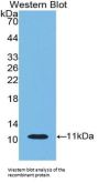 Indoleamine-2,3-Dioxygenase (IDO) Antibody