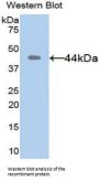 MMP8 Antibody