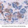 Sphingomyelin Phosphodiesterase 2 (SMPD2) Antibody