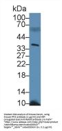 PPIE Antibody
