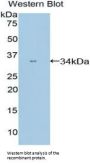 PPIE Antibody