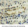 PPIE Antibody