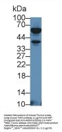 Lymphotoxin Alpha (LTA) Antibody