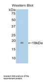 Lymphotoxin Alpha (LTA) Antibody