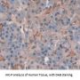 Amylase Alpha 2, Pancreatic (AMY2) Antibody