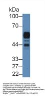 AMY2 Antibody