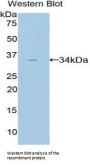 AMY2 Antibody