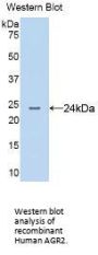 AGR2 Antibody
