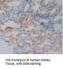 AGR2 Antibody
