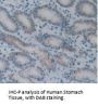 AGR2 Antibody