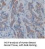 AGR2 Antibody