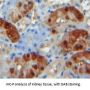 Carboxypeptidase B1, Tissue (CPB1) Antibody
