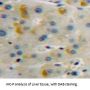 T-Cell Surface Glycoprotein CD4 (CD4) Antibody