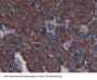 Collagen Type III Alpha 1 (COL3A1) Antibody