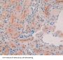 Collagen Type III Alpha 1 (COL3A1) Antibody
