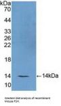 Follicle Stimulating Hormone (FSH) Antibody