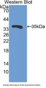 Follistatin Like Protein 1 (FSTL1) Antibody