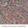 Heat Shock 70 kDa Protein 2 (HSPA2) Antibody