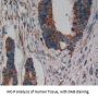 Interleukin 17 Receptor D (IL17RD) Antibody