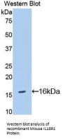 IL18R1 Antibody