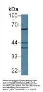 IL18R1 Antibody
