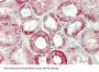 Aspartate Aminotransferase, Mitochondrial (GOT2) Antibody