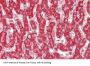 Aspartate Aminotransferase, Mitochondrial (GOT2) Antibody