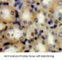 Aspartate Aminotransferase, Mitochondrial (GOT2) Antibody