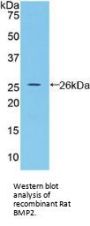 BMP2 Antibody