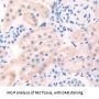 BMP2 Antibody